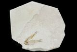Cretaceous Fossil Fish - Morocco #104395-1